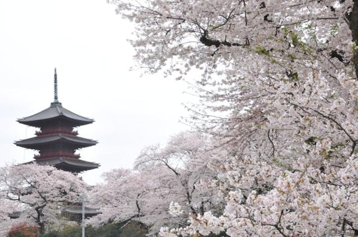 池上本門寺の桜