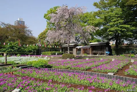 池袋 目白 板橋 赤羽 植物観察の遊び体験 アソビュー 休日の便利でお得な遊び予約サイト