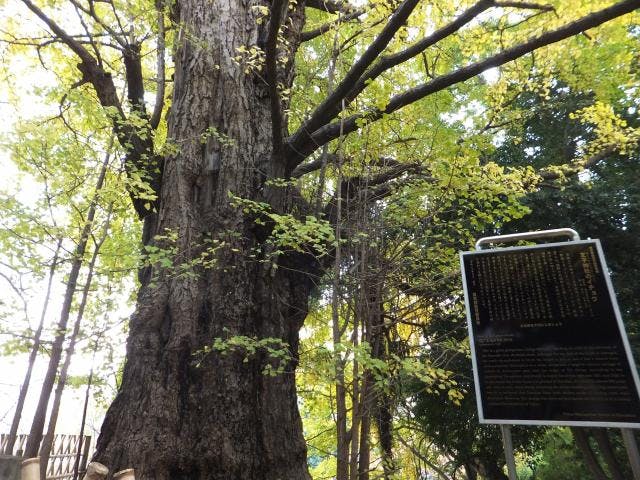 王子神社の大イチョウ
