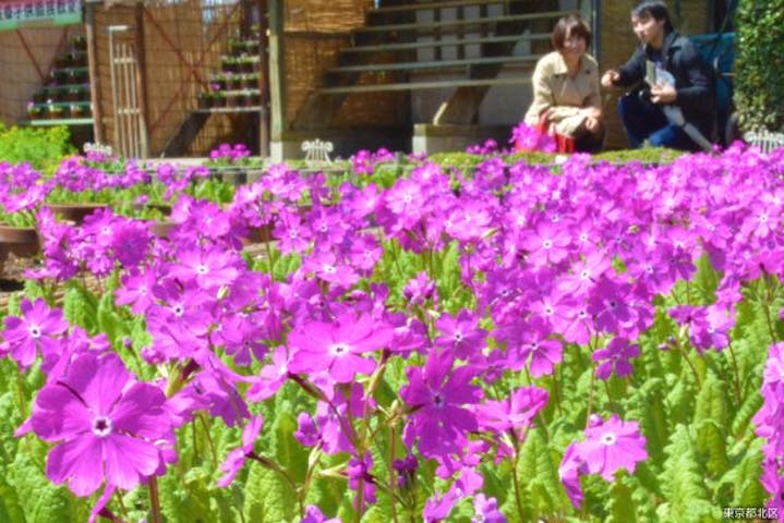 浮間さくら草祭り