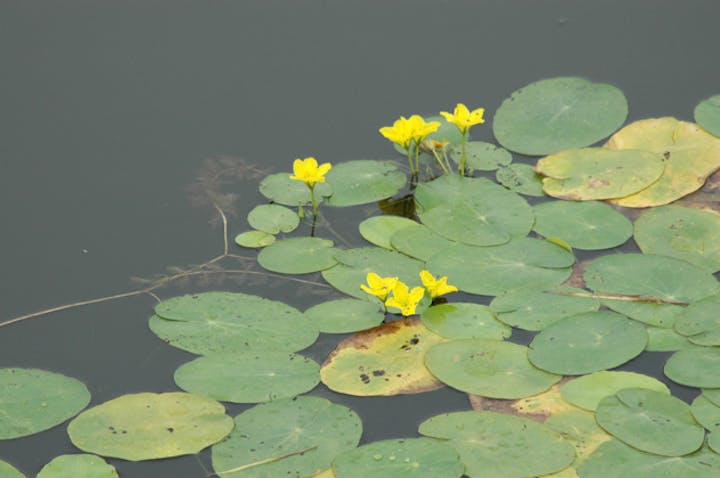 ごんぱち池（権八池）