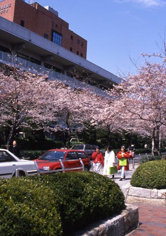 桜（立石さくら通り）