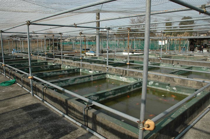 葛飾区金魚展示場