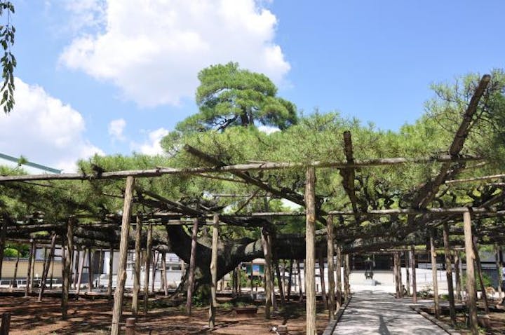 善養寺影向の松