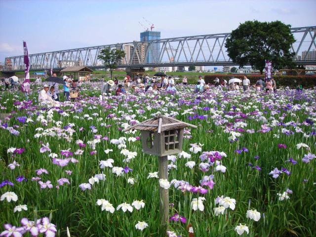 小岩菖蒲園まつり