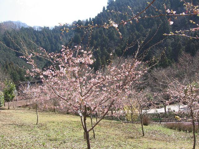 河津桜散策