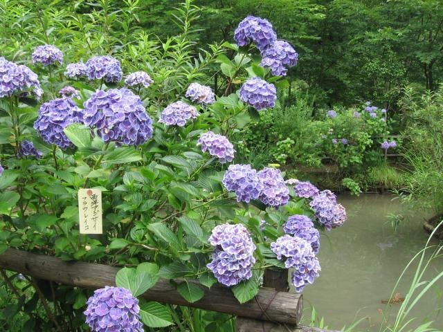 紫陽花散策