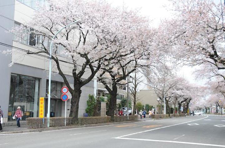 【2021年開催中止】春うらら国立・立川さくらウォーキング