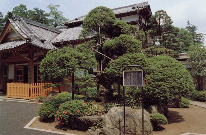 源正寺のイヌツゲ