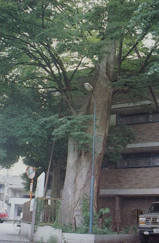 吉祥寺旧本宿のケヤキ