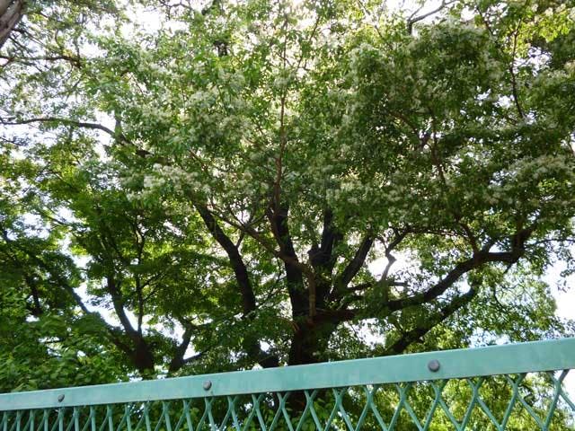 なんじゃもんじゃの森　三鷹市こども林間研修広場