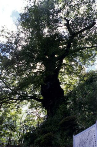 御岳山の神代ケヤキ