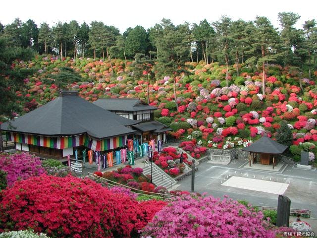 塩船観音つつじまつり