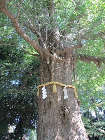 熊野神社の大イチョウ
