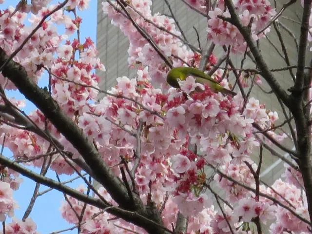 大寒桜 アソビュー