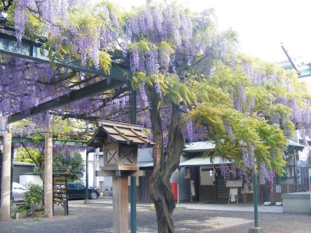第10回　国領千年乃藤まつり