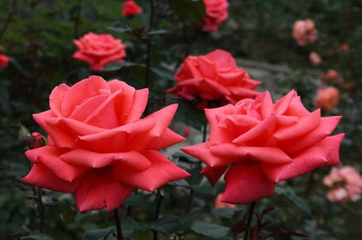 秋のバラフェスタ