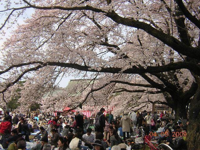 小金井桜まつり