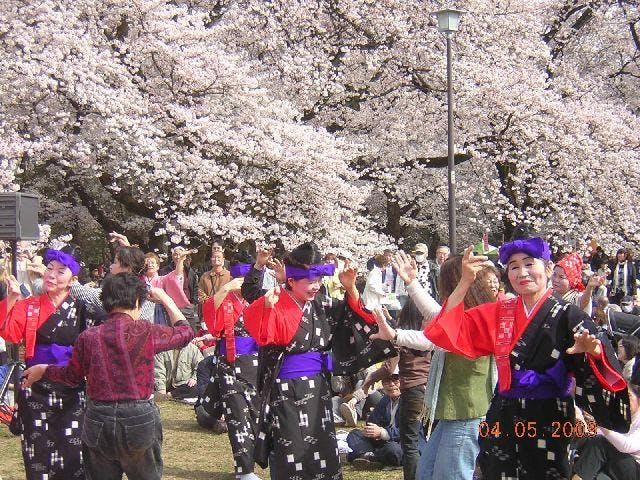 小金井桜まつり アソビュー 小金井桜まつり アソビュー