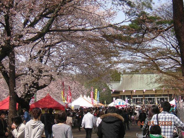 小金井桜まつり アソビュー 小金井桜まつり アソビュー