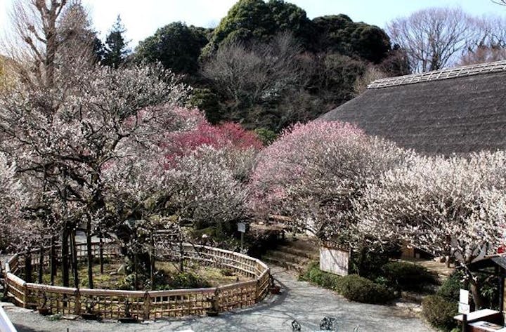 京王百草園梅まつり アソビュー