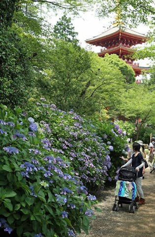 高幡不動尊あじさいまつり
