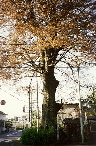万年橋のケヤキ