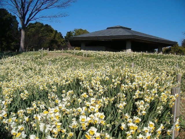 【2021年中止】水仙まつり