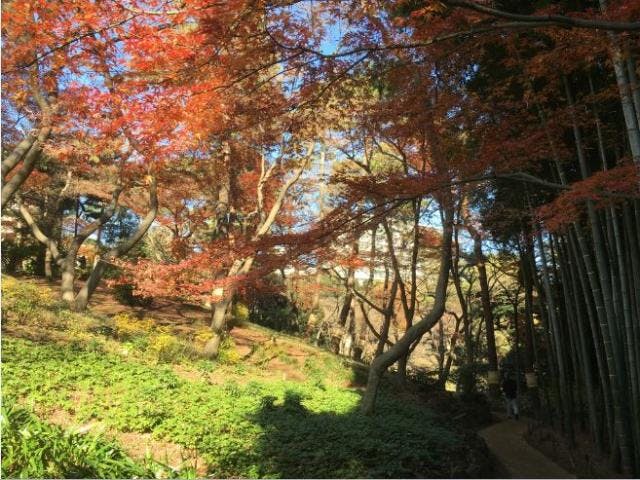 殿ヶ谷戸庭園の紅葉