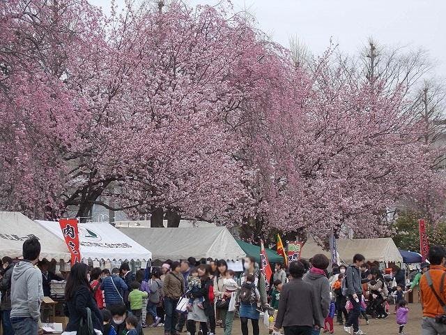 -開催中止-第43回　くにたちさくらフェスティバル