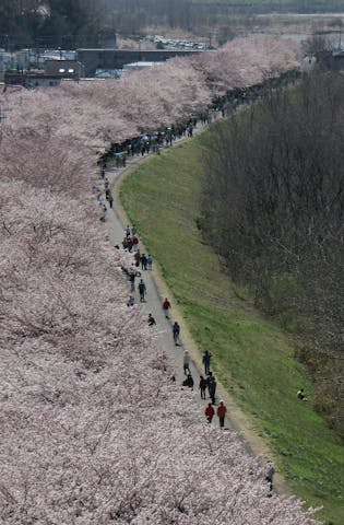 睦橋周辺の桜