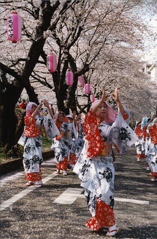 【中止】第38回ふっさ桜まつり