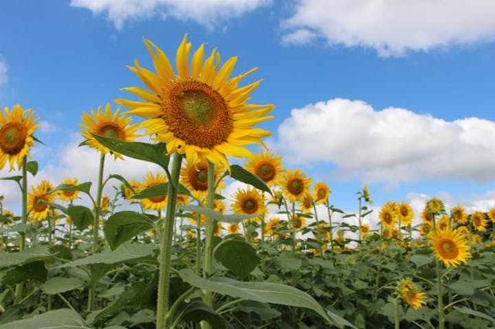 【2020年中止】清瀬ひまわりフェスティバル