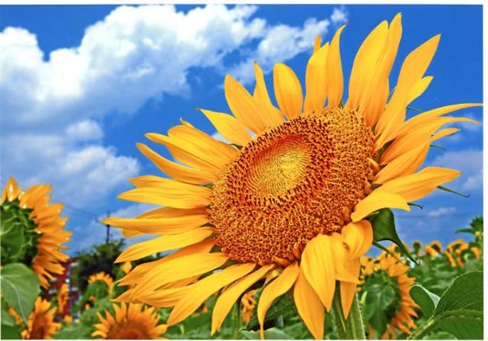 ひまわりガーデン武蔵村山