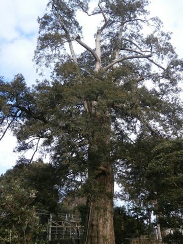 高勝寺のカヤの木