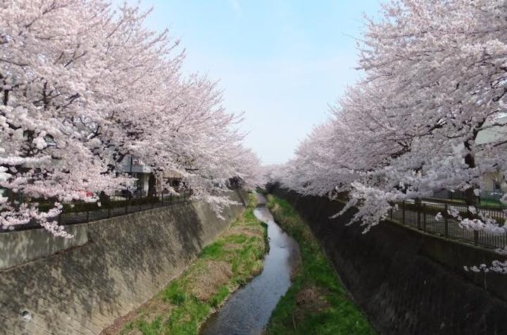 桜・梨の花まつり