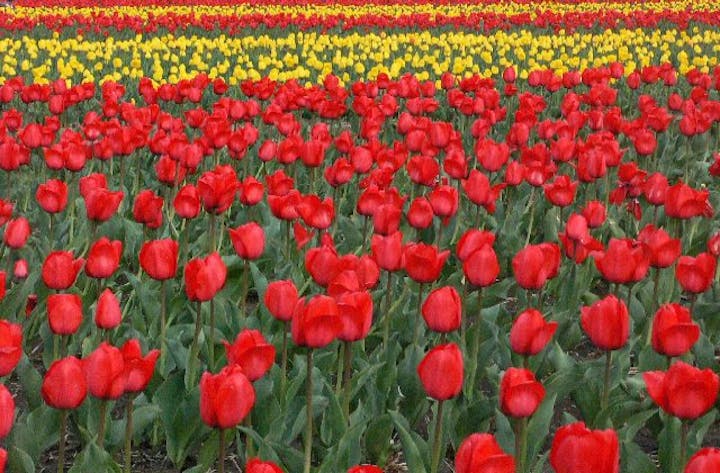 はむら花と水のまつり