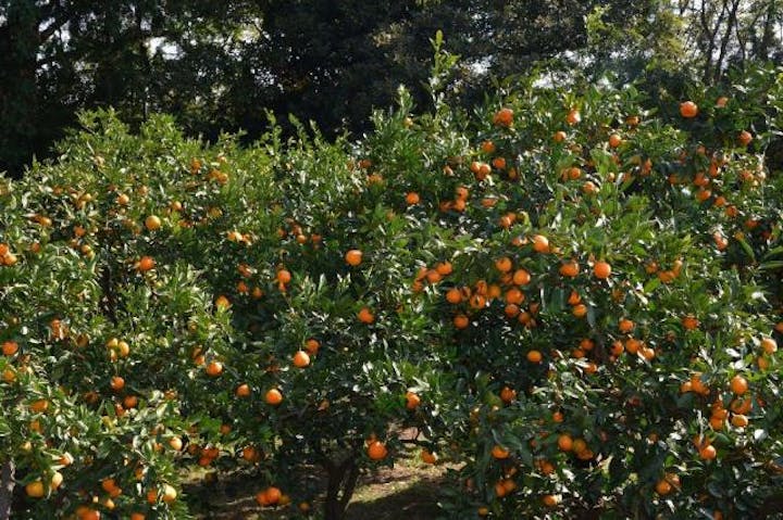 狭山みかん