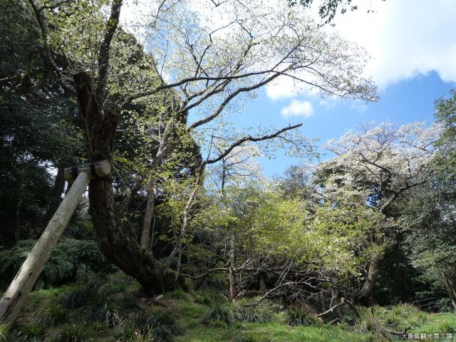 大島の桜株