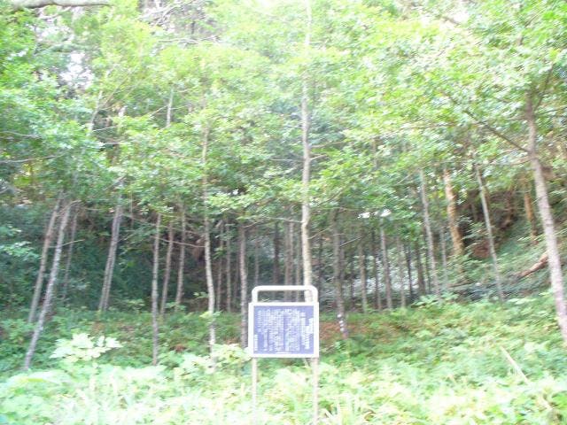 東要寺のナギ自生地