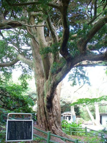 東要寺のイヌマキ