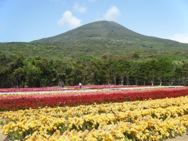 第55回 八丈島フリージアまつり