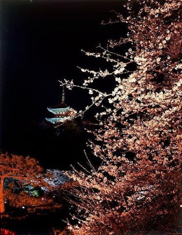 【2021年開催中止】三溪園観桜の夕べ