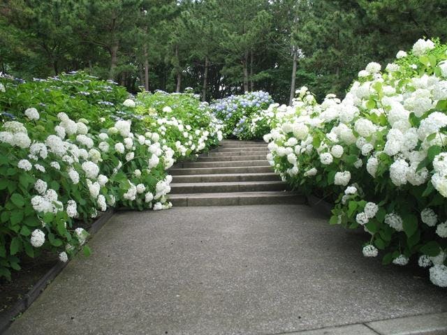 八景島あじさい祭 アソビュー