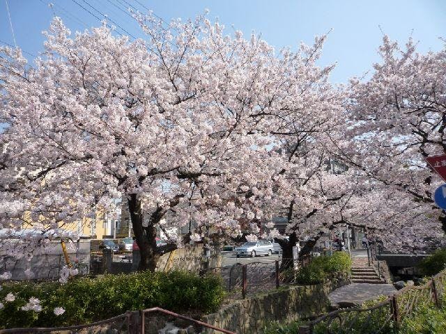 【一部中止】第37回住吉さくら祭り