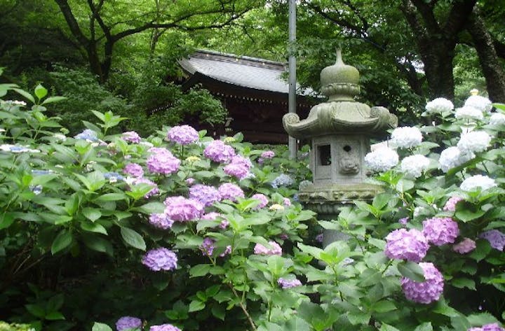 長尾の里　あじさいまつり