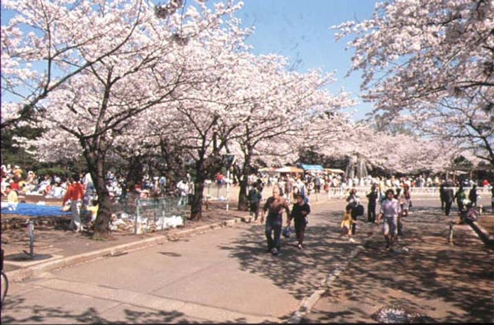 緑ケ丘霊園の桜