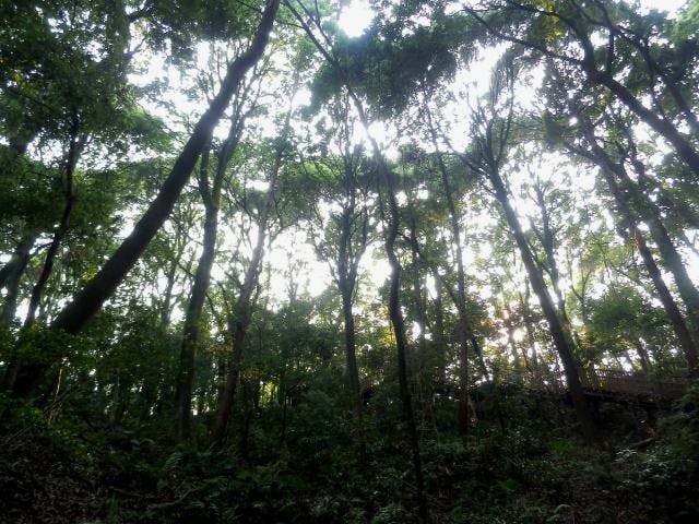 東高根のシラカシ林