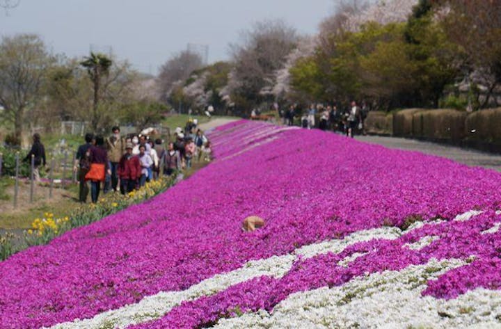 【2020年中止】相模川芝ざくらまつり