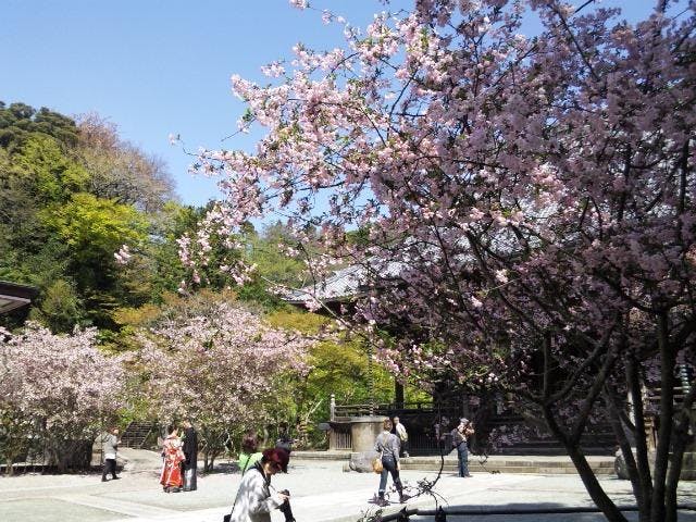 妙本寺のカイドウ